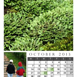 AnYtime Calendar 2013::foRest