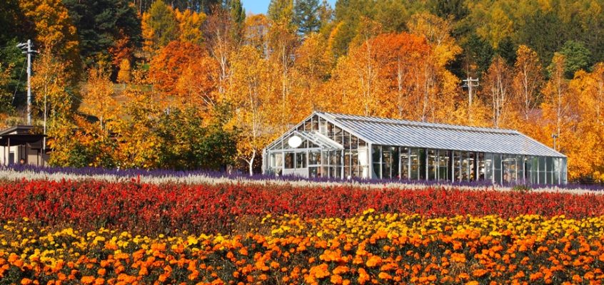 ปลายทางที่ไม่รู้จัก แต่รักนะ Furano (หลงญี่ปุ่นตุลา 57)