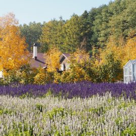 Furano::Resort