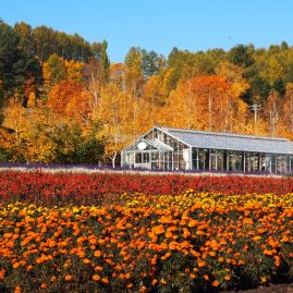 Furano::Resort