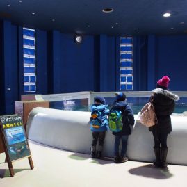 Otaru Aquarium::Family