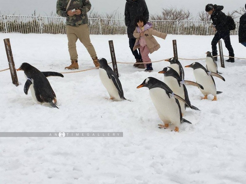Family Run After Penguins (ฉุกละหุกคลุกหิมะ ธันวา 58)