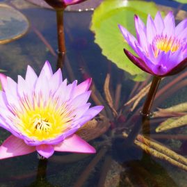Queen Sirikit Botanic Garden::Resort
