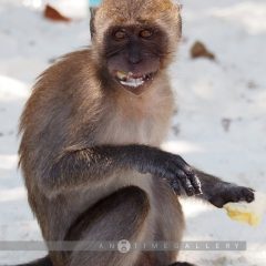 Monkey Beach