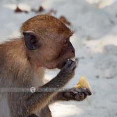 Monkey Beach