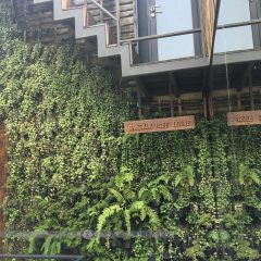 Bangkok Tree House