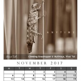 AnYtime Calendar 2017::Off The Wall… Stand Tall