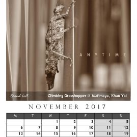 AnYtime Calendar 2017::Off The Wall… Stand Tall