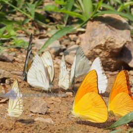 Kaeng Krachan National Park::Resort