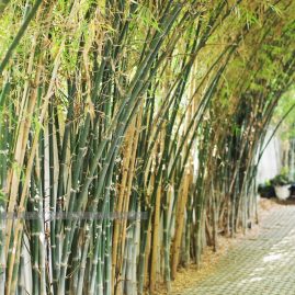 Pomelo Amphawa::Resort