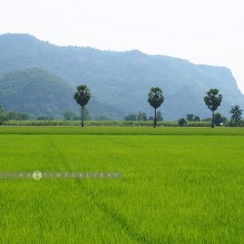 Uthai Nature Trip::Resort