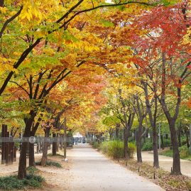 Seoul Forest Park::Resort