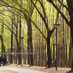 Seoul Forest Park::Resort