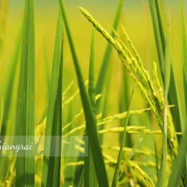 AnYtime Calendar 2019::Shades of Life