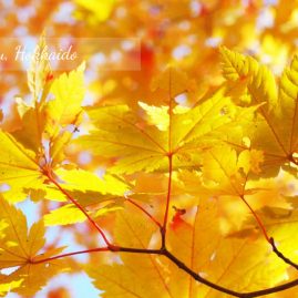 AnYtime Calendar 2019::Shades of Life