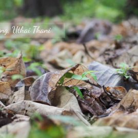 AnYtime Calendar 2019::Shades of Life